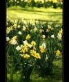 /album/flowers/spring-rain-i-jpg/